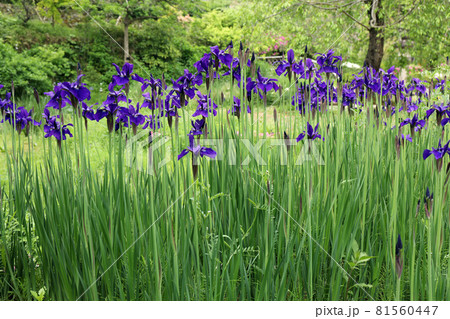 カマヤマショウブの花 81560447