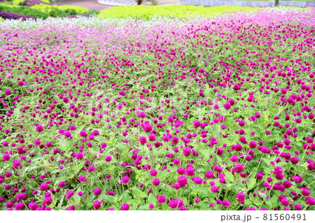 センニチコウの花 81560491