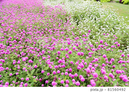 センニチコウの花 81560492