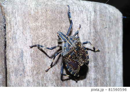 冬のキマダラカメムシ 81560596