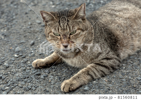 傷が癒えない戦う野良猫戦士 食肉目ネコ茶トラ猫 の写真素材