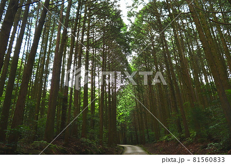 一本松公園　昭和の森　福岡県　宇美町 81560833