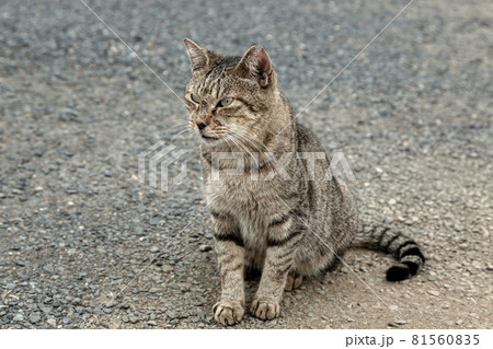傷が癒えない戦う野良猫戦士【食肉目ネコ茶トラ猫】 傷が癒えない戦う野良猫戦士【食肉目ネコ茶トラ猫】 81560835
