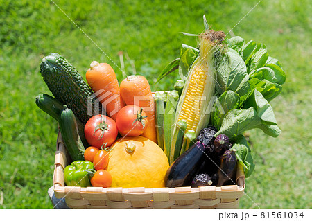 野菜　盛り合わせ　夏 81561034