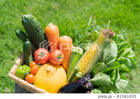 野菜　盛り合わせ　夏 81561035