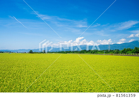 塩尻市 広丘の田園から松本市方面 塩尻市 広丘の田園から松本市方面 81561359