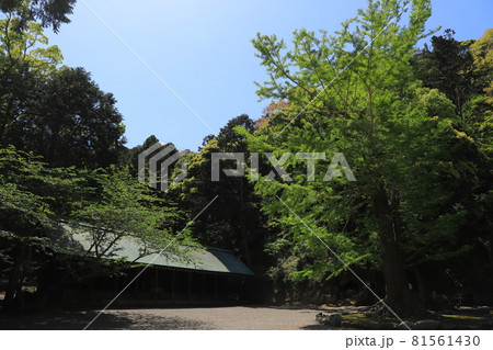 房総半島の安房神社 81561430