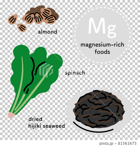 マグネシウムを多く含む食品　イラストセット（英語ver.） 81561673