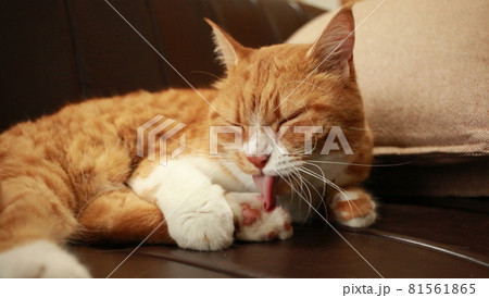 自分の足を一生懸命舐める猫 81561865