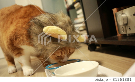 ライオンの着ぐる身につけた食事中の猫の写真素材