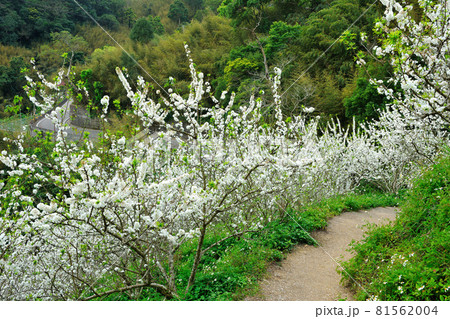 花 フラワー お花 81562004