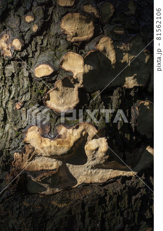 枝の切り口と見まがう茸 枝の切り口と見まがう茸 81562106