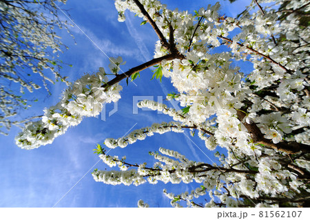 花 フラワー お花 81562107