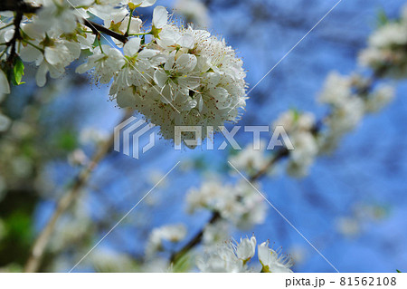 花 フラワー お花 81562108