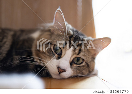 部屋でくつろぐ可愛いミヌエット 81562779