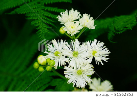 モミジカラマツの花 モミジカラマツの花 81562852