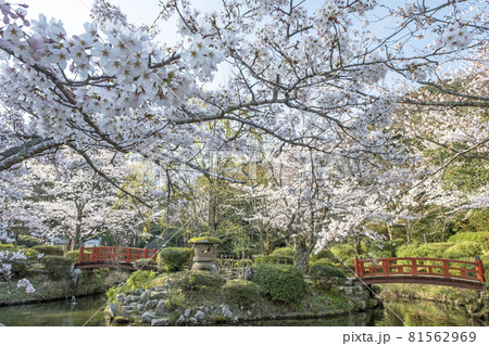 打吹公園の桜景色（倉吉市） 81562969