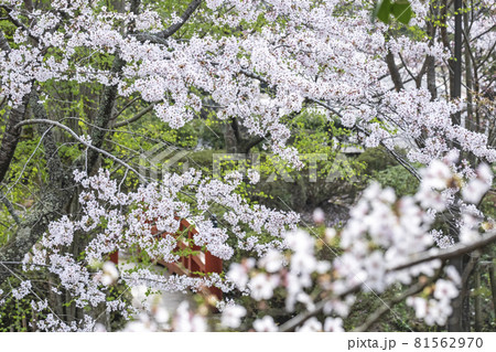 打吹公園の桜景色（倉吉市） 81562970