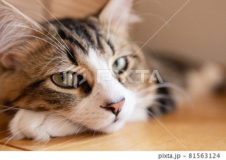 部屋でくつろぐミヌエット 81563124