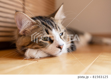 部屋でくつろぐミヌエット 81563125