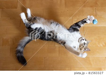 おもちゃで遊ぶミヌエットの子猫 81563327