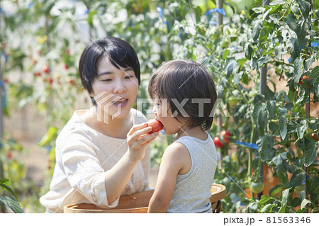 畑で採れたてトマトを食べる親子 畑で採れたてトマトを食べる親子 81563346