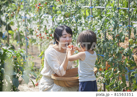 畑で採れたてトマトを食べる親子 畑で採れたてトマトを食べる親子 81563351