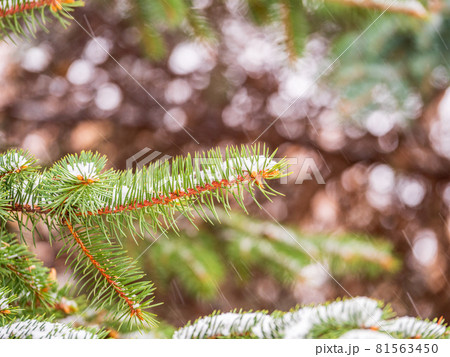 Background of green spruce branches in autumn or winter snowfall 81563450