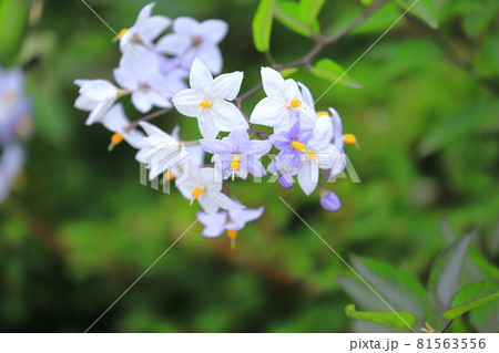 薄紫色の蔓花茄子(ツルハナナス)の花 薄紫色の蔓花茄子(ツルハナナス)の花 81563556