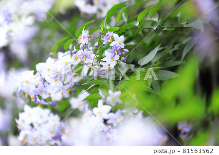 薄紫色の蔓花茄子(ツルハナナス)の花 薄紫色の蔓花茄子(ツルハナナス)の花 81563562