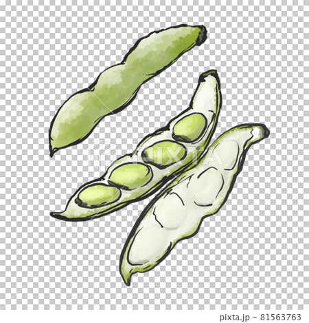 蠶豆的日式手繪插畫 蠶豆的日式手繪插畫 81563763