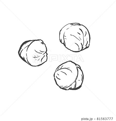 芽キャベツの和風手描き線画イラスト 81563777