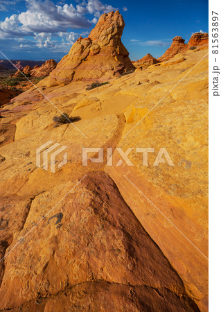 South coyote South coyote 81563897