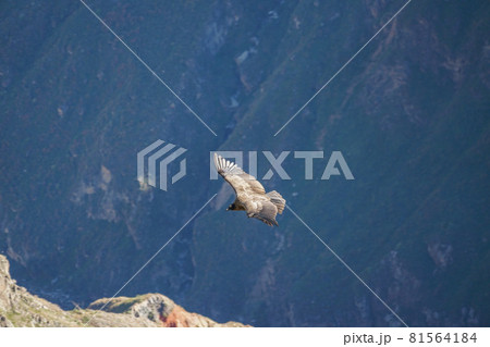 コンドル 81564184