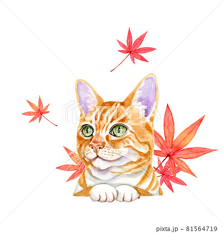 モミジの葉と猫【手描き水彩画】 81564719