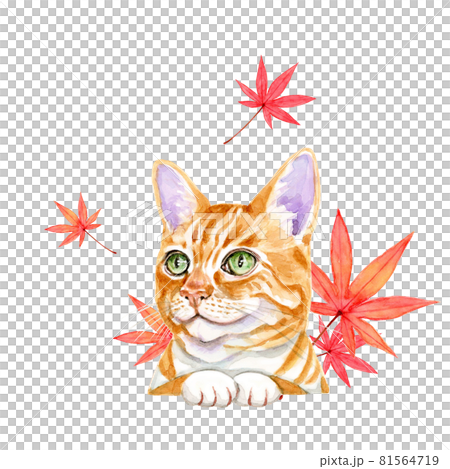 モミジの葉と猫【手描き水彩画】 81564719