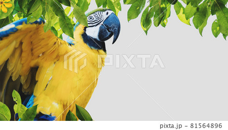 Macaw parrot with leaves, on white background Macaw parrot with leaves, on white background 81564896