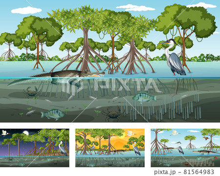 Different Mangrove Forest Landscape Scenes With のイラスト素材 Different Mangrove Forest Landscape Scenes With のイラスト素材