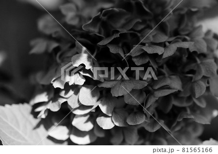 咲き終わりの紫陽花のモノクロ写真 咲き終わりの紫陽花のモノクロ写真 81565166