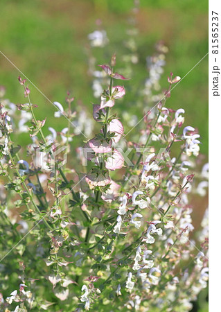 クラリセージ(オニサルビア)の花 クラリセージ(オニサルビア)の花 81565237