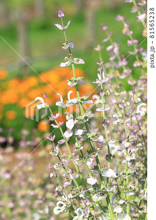 クラリセージ(オニサルビア)の花 クラリセージ(オニサルビア)の花 81565238