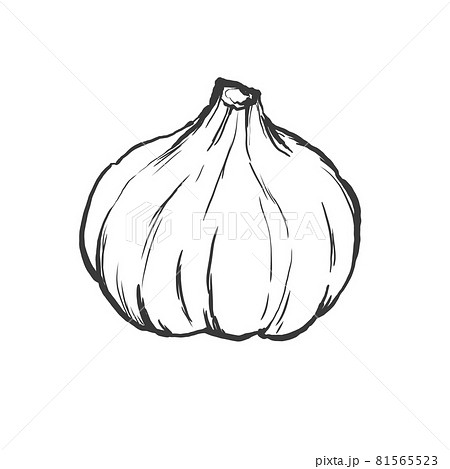 にんにくの和風手描き線画イラスト 81565523