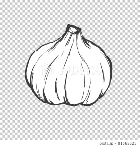 にんにくの和風手描き線画イラスト 81565523