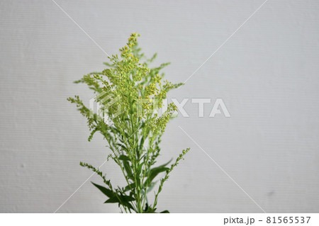 切り花 花束に入っていた黄色の小さい花 切り花 花束に入っていた黄色の小さい花 81565537