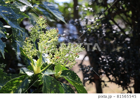 アオキの花 81565545