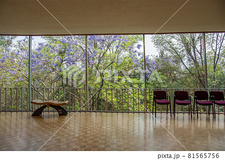 窓の外にジャカランダが咲くロビー 81565756