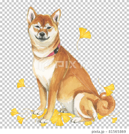 銀杏葉與柴犬【手繪水彩】 81565869