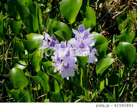 池に群生するホテイアオイ 布袋葵 の葉と花と蕾 の写真素材