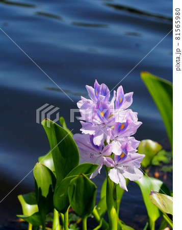 波うつ石土池と日ざしを浴びたホテイアオイ 81565980