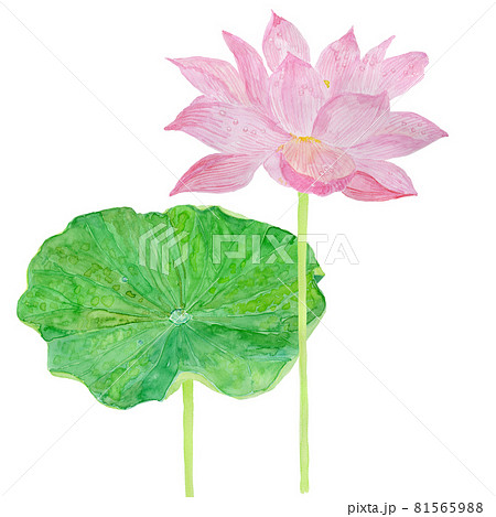 Nelumbo nucifera ハスの花と葉 81565988